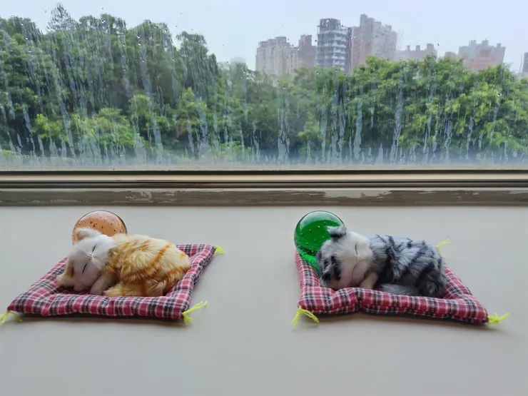 訪團從愛德養護中心觀看窗景。