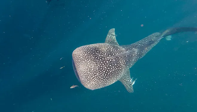 ▲在東加里曼丹與鯨鯊共游。