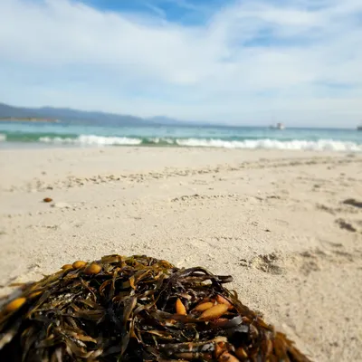 澳洲Bicheno的發呆海帶