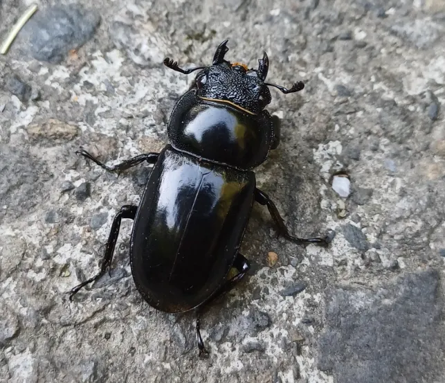 © grace1128 的觀察紀錄