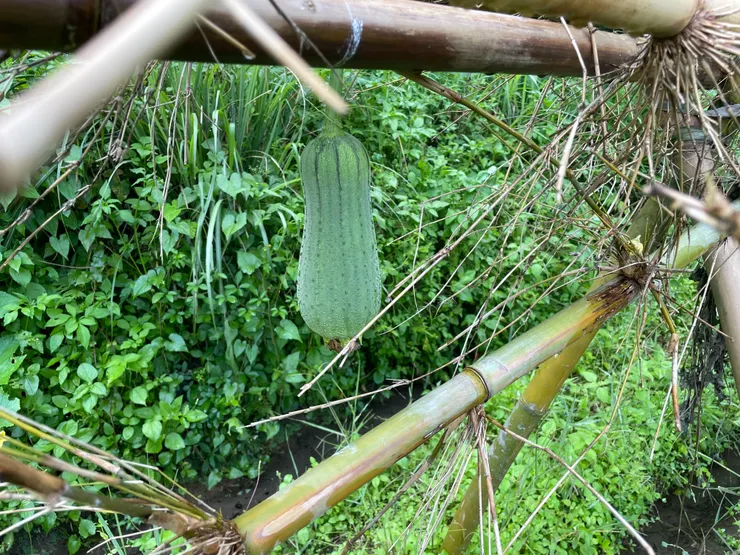 形狀漂亮的一顆菜瓜