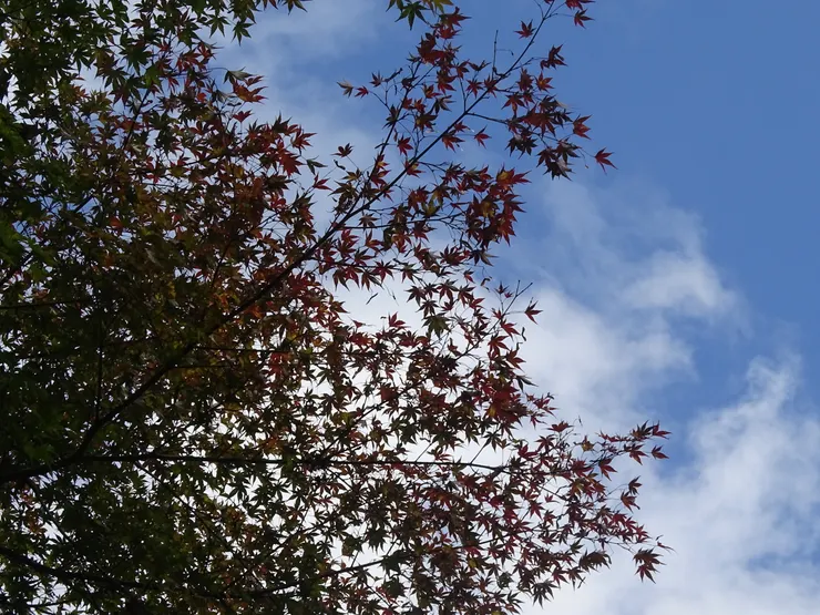 昨天(11/1)去鞍馬貴船，楓葉開始紅了