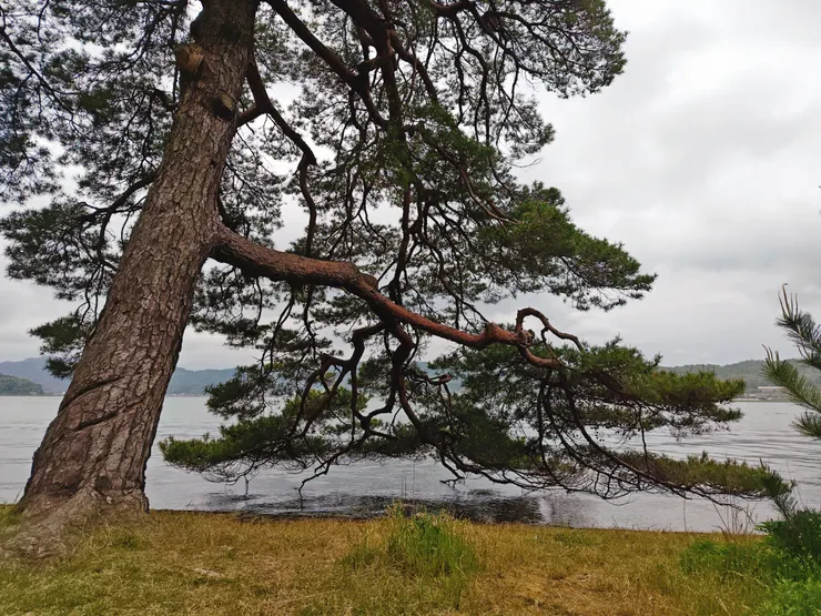 天橋立公園 松並木
