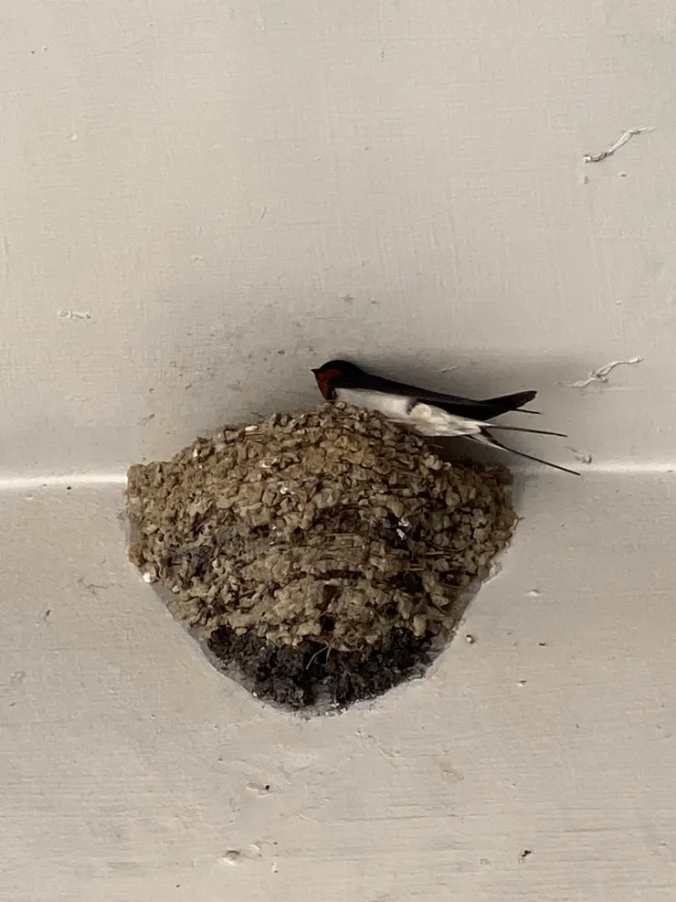 興隆路一段的騎樓屋頂邊緣，燕子媽媽啣著食物給燕子寶寶