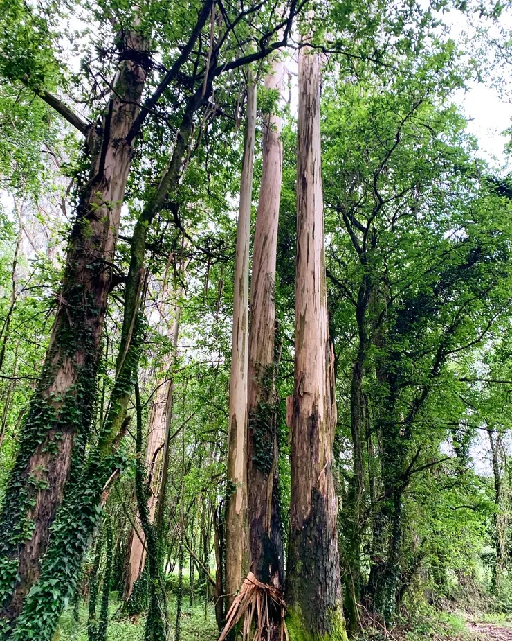 圖四：香噴噴尤加利樹