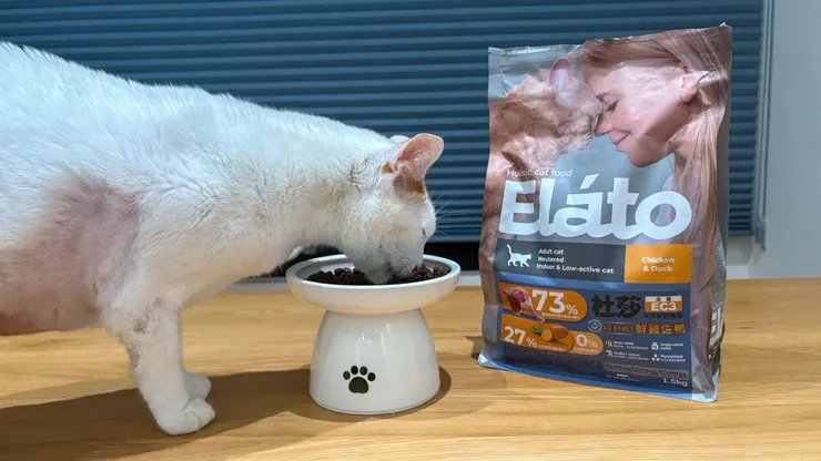 才剛倒入碗中，我家的貓就衝過來了。