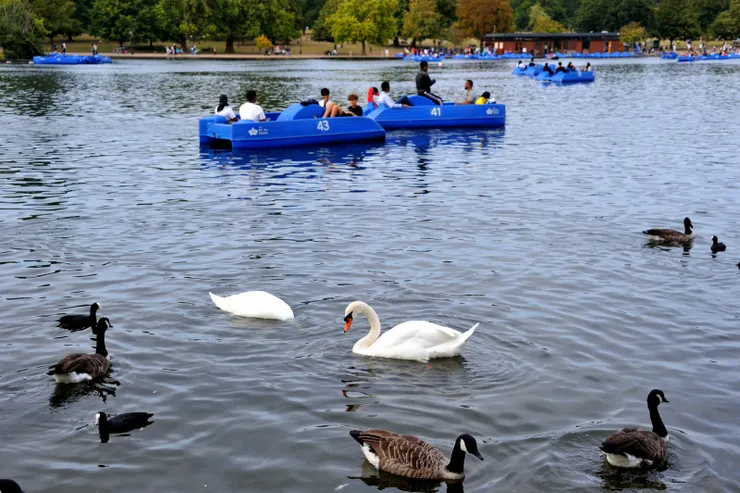 【海德公園可以跑馬划船與散步！公園內的人造湖，在海德公園部份叫九曲湖(The Serpentine)，肯辛頓公園境內叫長湖。中譯成九曲湖有點誇張，英文的蛇形湖比較貼切。】