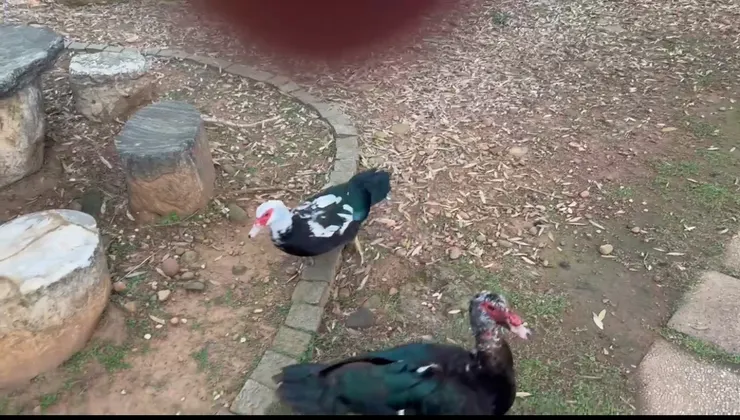 2026/02/24 橘子籽在地上了