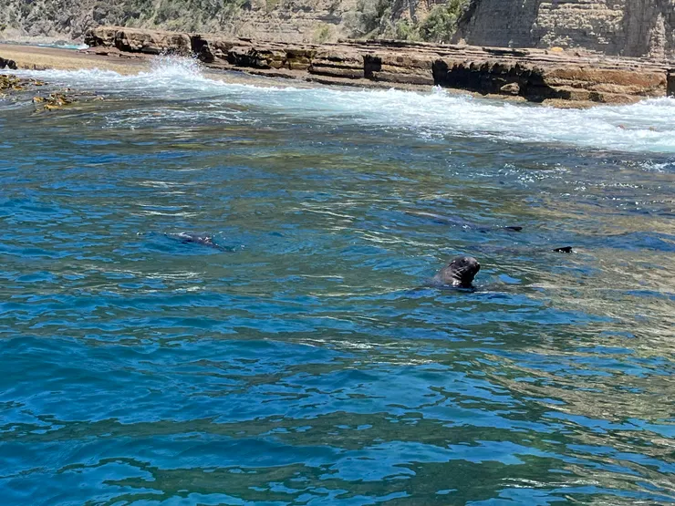 剛好拍到海豹露出水面，超可愛