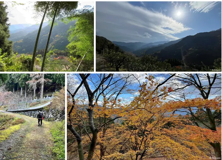 穿著羽絨衣滿身是汗的日本男子（左圖）/ 燒山寺下方盛開的銀杏（右圖）