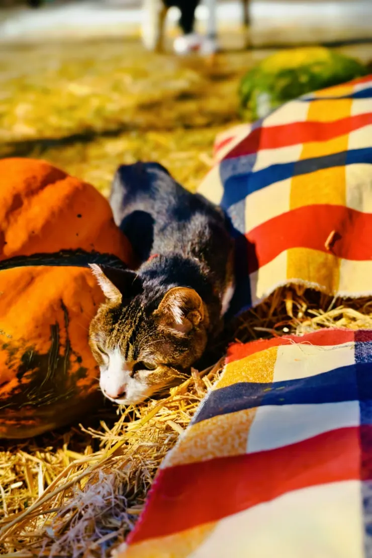 妹妹一起出門走走