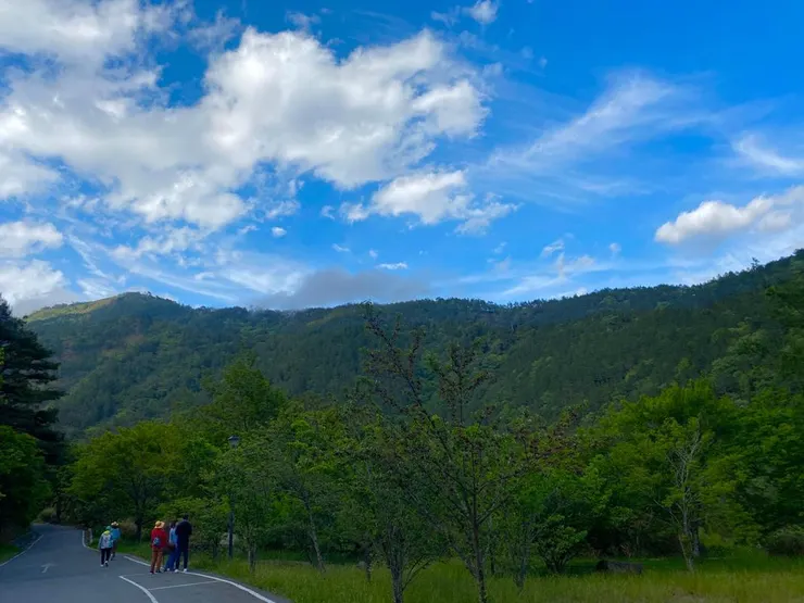 七家灣文化遺址就在飯店正下方的步道上，沿途都是結滿果實的山櫻花。