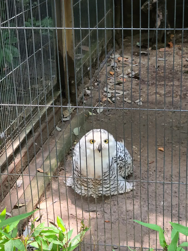 上野動物園貓頭鷹嘿美?