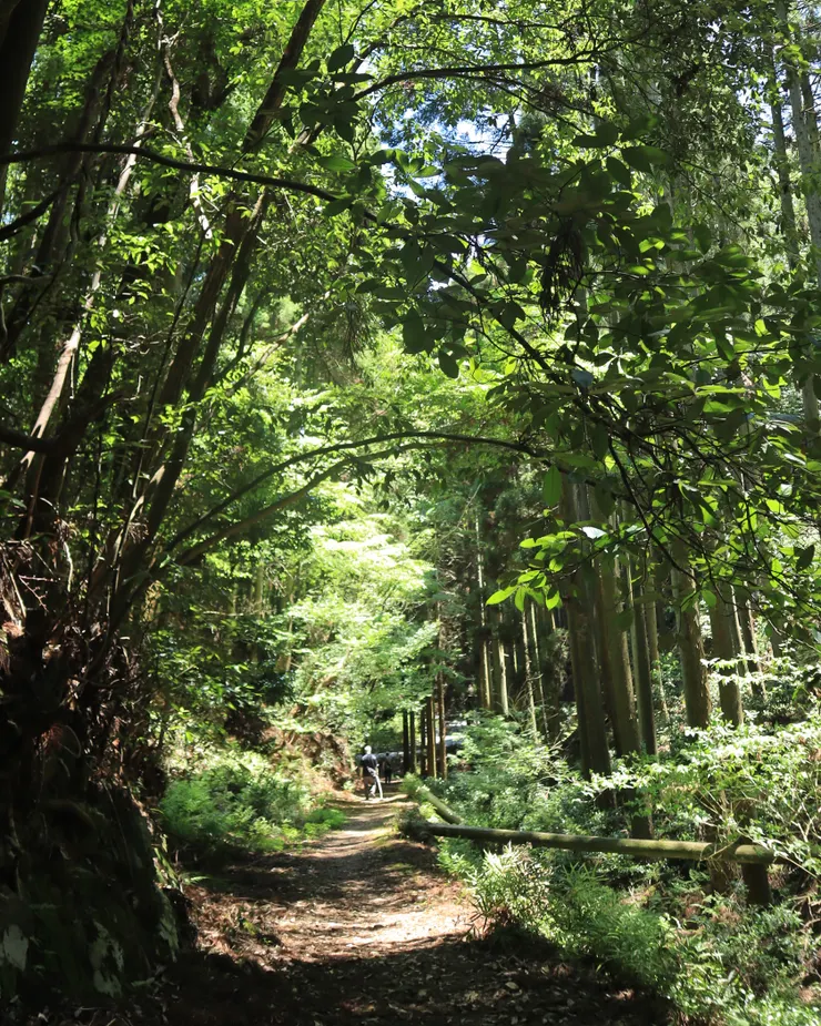 過了常綠樹林，這條路底便是研究路４號的終點